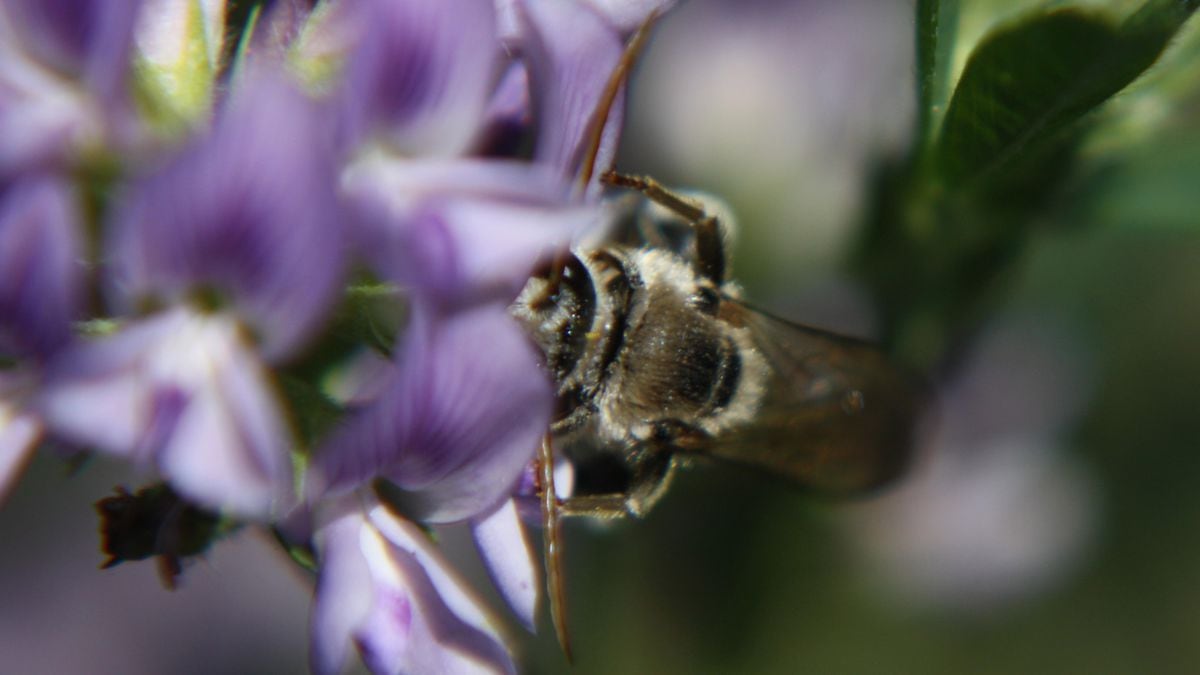  Native Bees And Alfalfa Seed Farmers, A NW Love Story 