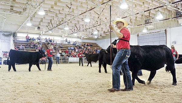   
																Annual cattle show held at the Mower County Fairgrounds - Austin Daily Herald 
															 
