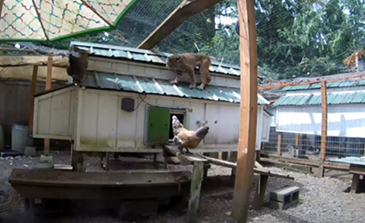  Sneaky Bobcat Stalks Chicken Coop In Washington State 