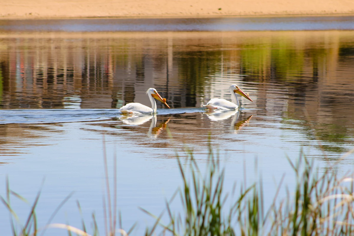  Why Are Pelicans in Windsor, Colorado? 