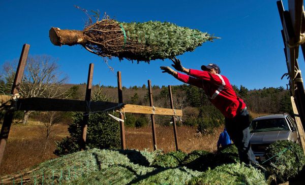  What’s the Real Christmas Tree Capital of the World? 