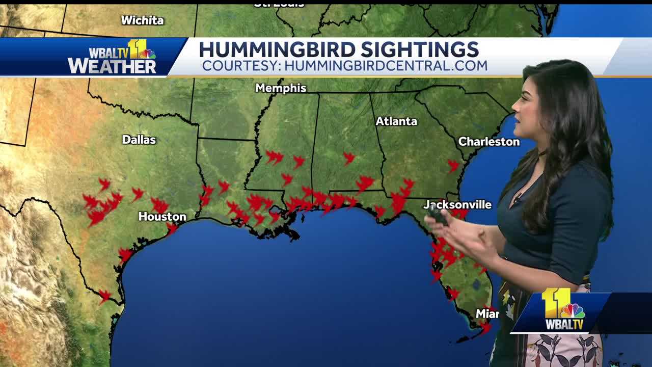  Weather Talk: When will we see hummingbirds in Maryland? 