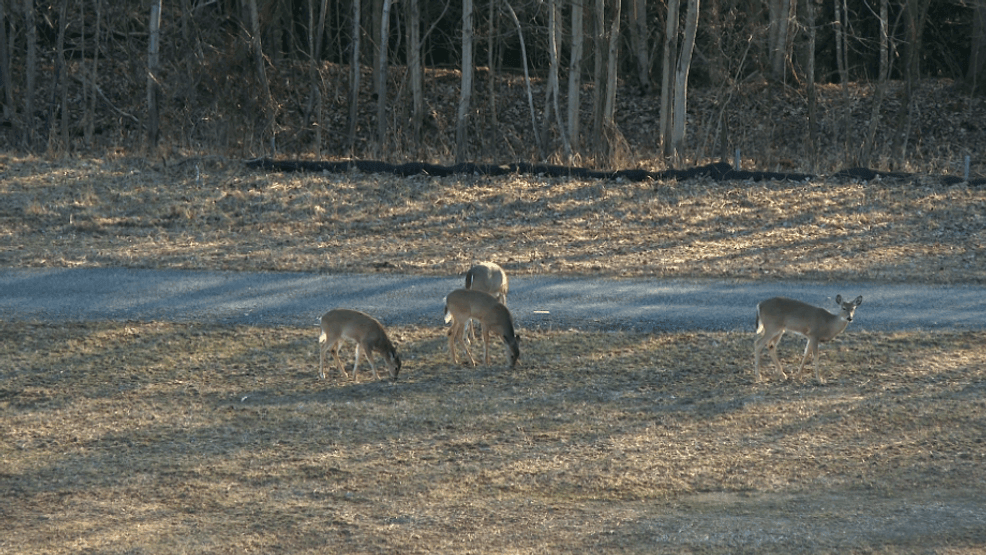   
																Deer overpopulation threatens Flight 93 Memorial, sparking management plans 
															 