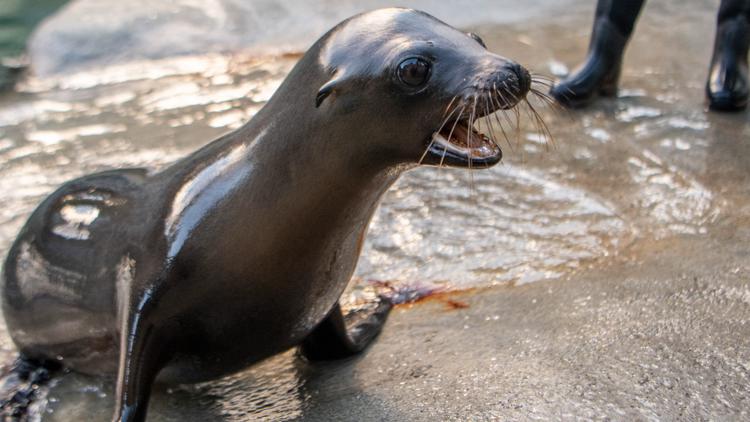  Baby sea lion performs rhythmic gymnastics at Point Defiance Zoo 