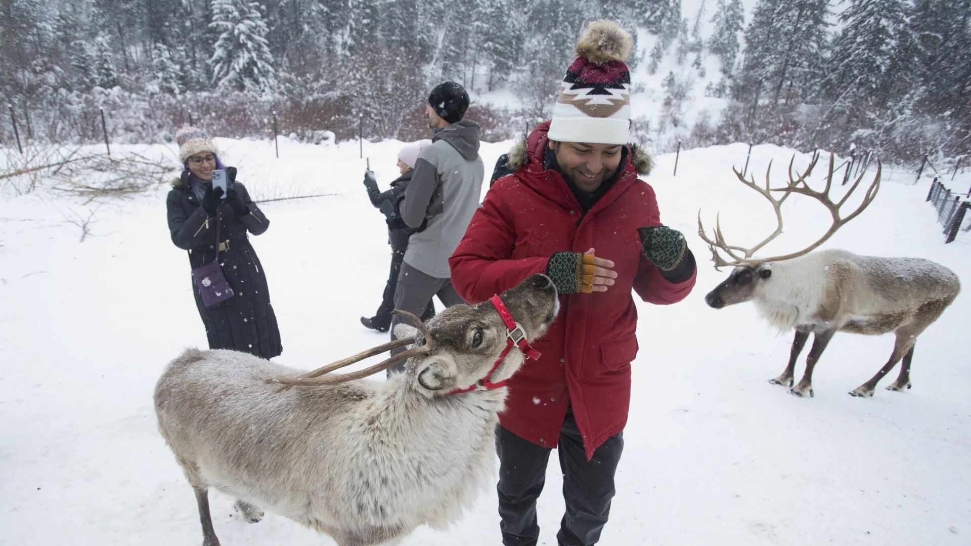   
																Leavenworth Reindeer Farm becomes hit attraction, plans 360-degree dome 
															 
