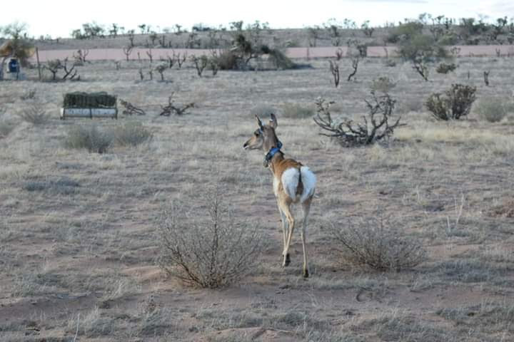  6 Sonoran pronghorn sent to Mexico from breeding program in Arizona 