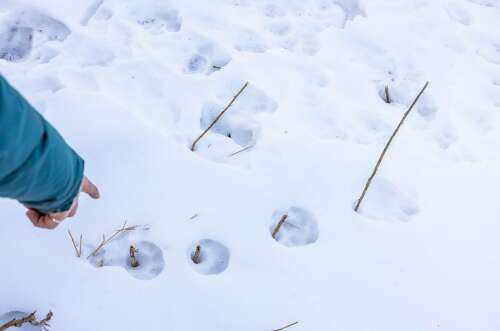  Mountain lions kill 15 dogs in 30 days near a Colorado town 