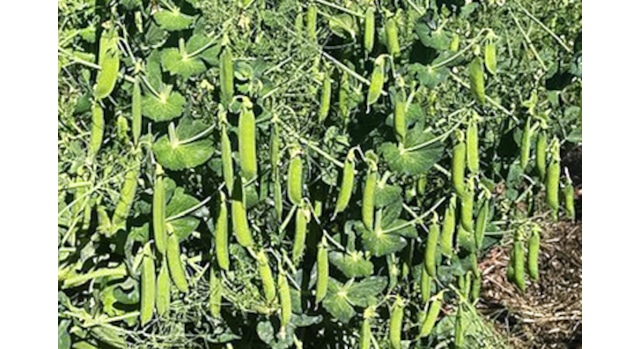  ARS releases first USDA winter peas for food, not feed 
