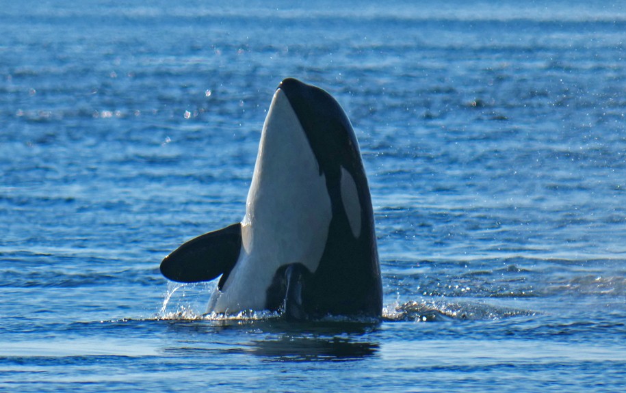  Southern Resident report for 2022: Orcas return to Salish Sea in summer, but worries remain 