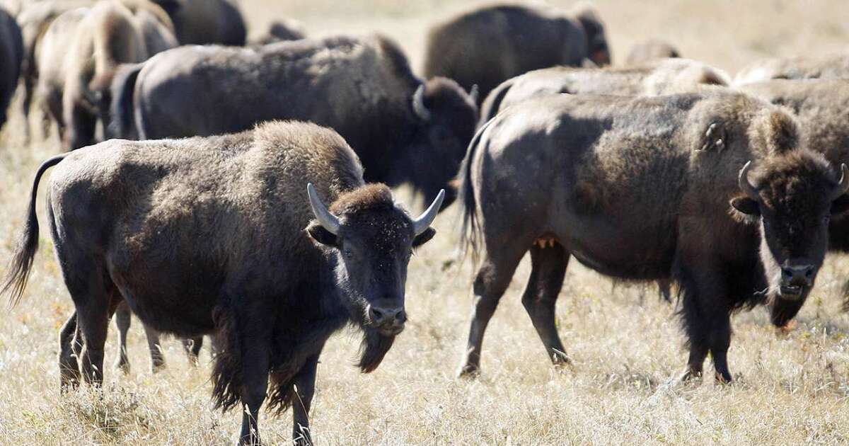   
																American Prairie transfers 45 bison to tribal herds in Montana and Washington 
															 