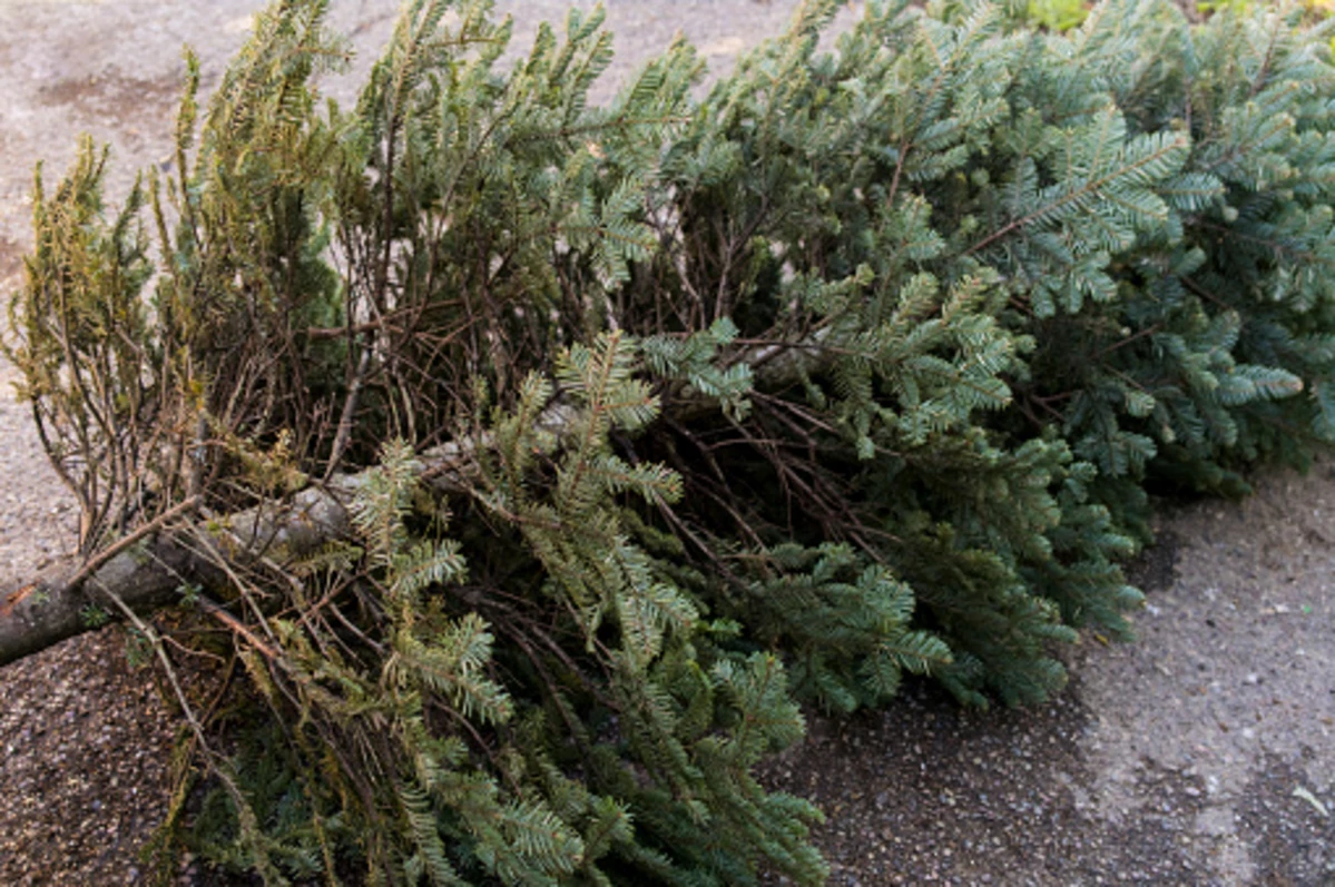  Dispose of Christmas Trees & Greens Properly 