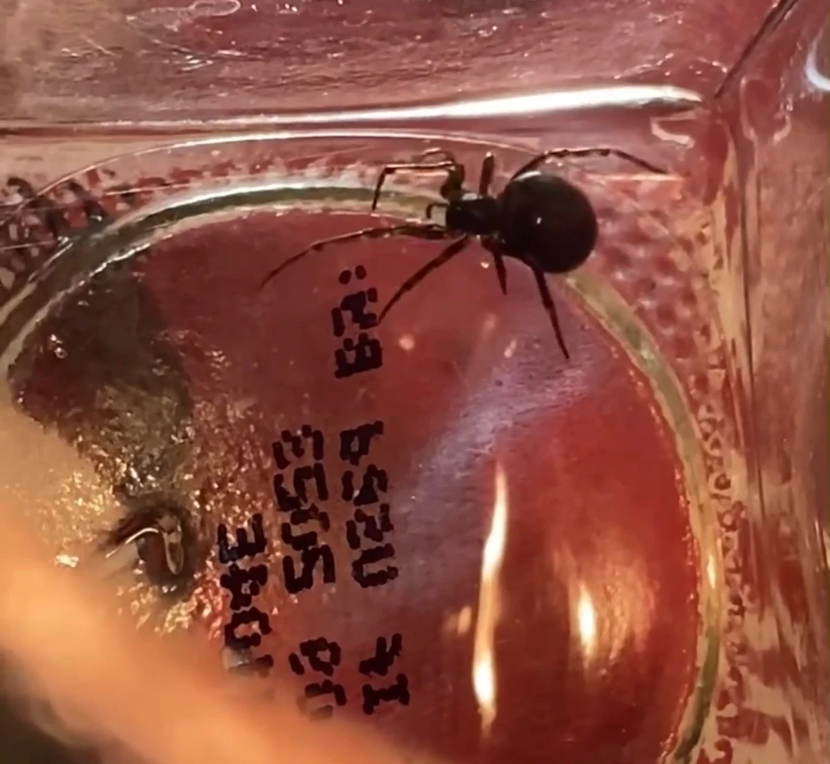  Venomous Widow Spider Found in Hudson Valley Grocery Bag 