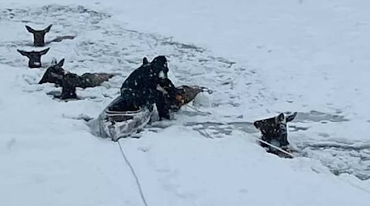  Families Spend Christmas Eve Rescuing 6 Elk Trapped in Frozen River After Falling Through Ice (LOOK) 