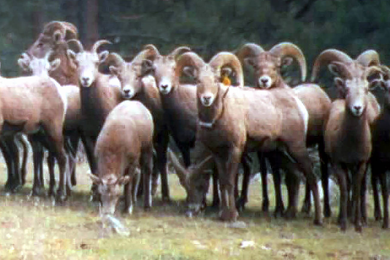  Bighorn sheep in Washington tests positive for disease 
