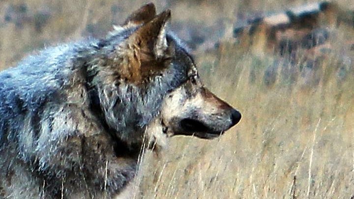  Washington agency has made no decision on killing wolves 
