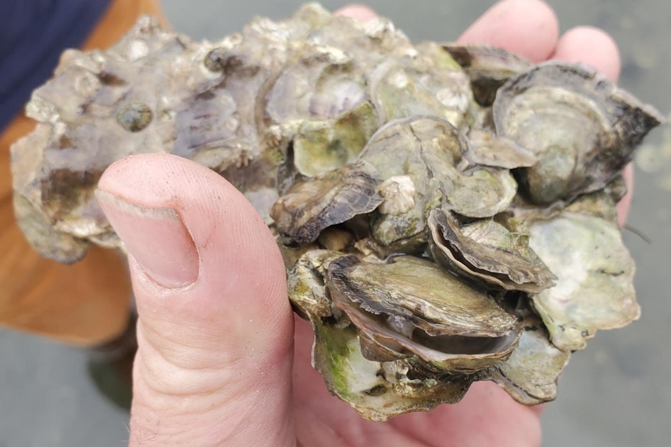  Shellfish farmers line up for disaster aid after heat wave decimates oysters and clams 