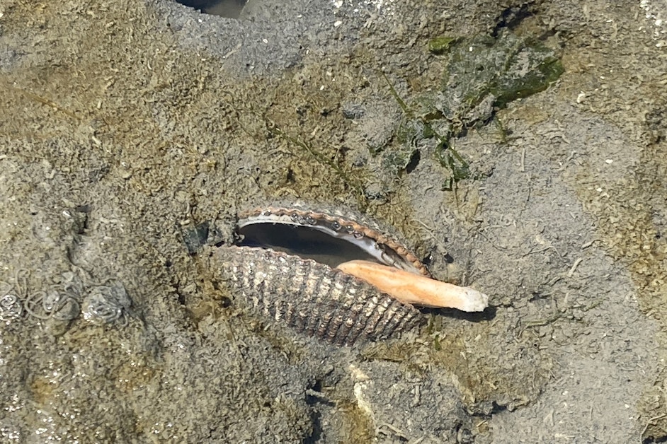  Extreme heat cooks shellfish alive on Puget Sound beaches 