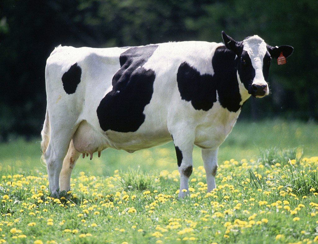  Cow carbon credits announced at CES 2023 