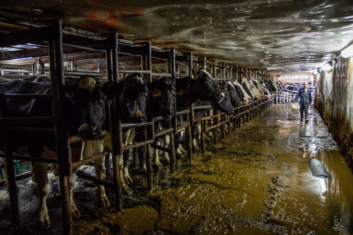  Animal Agriculture Is Dangerous Work. The People Who Do It Have Few Protections. 