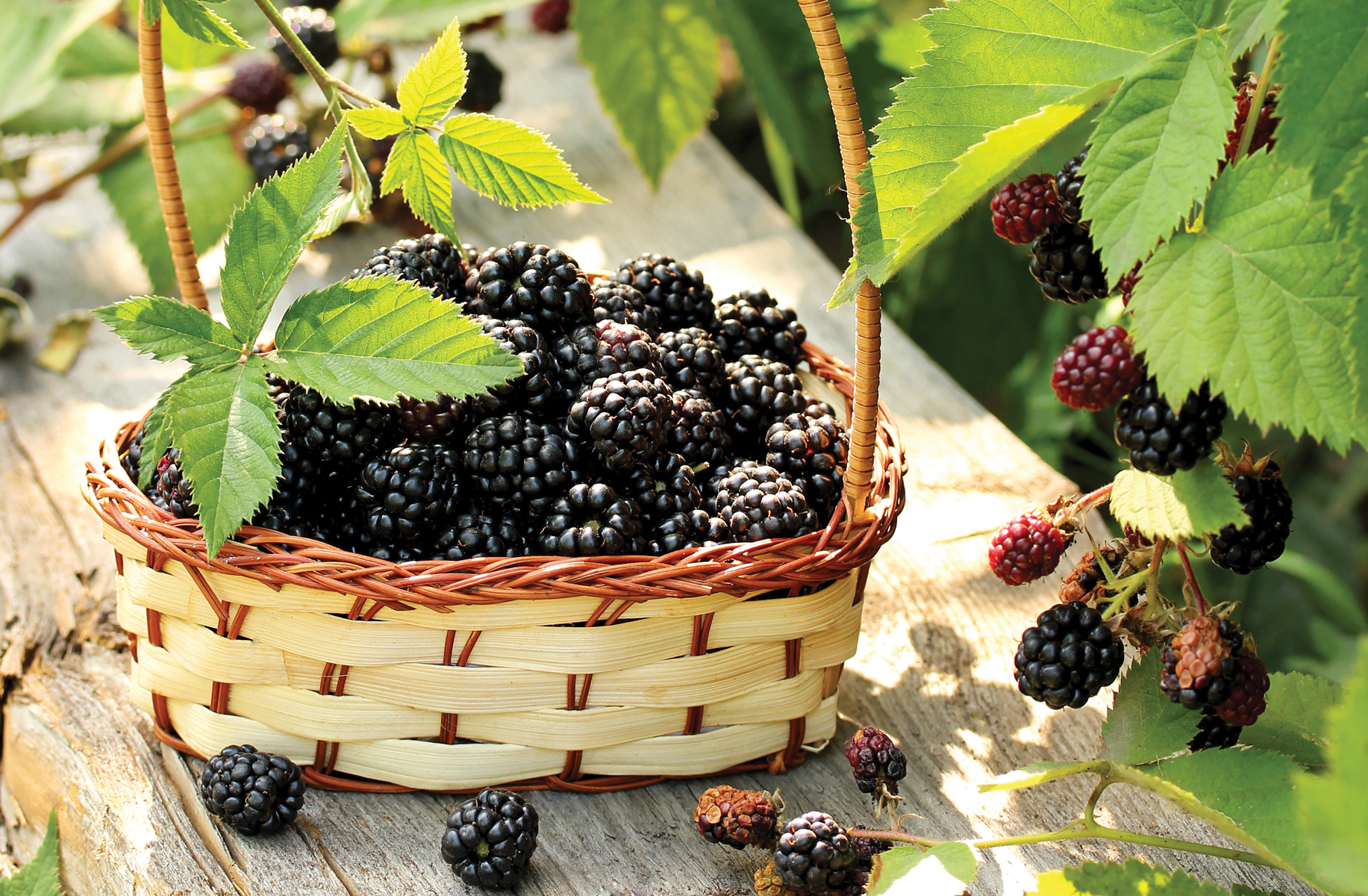  All About Rubus Berries 