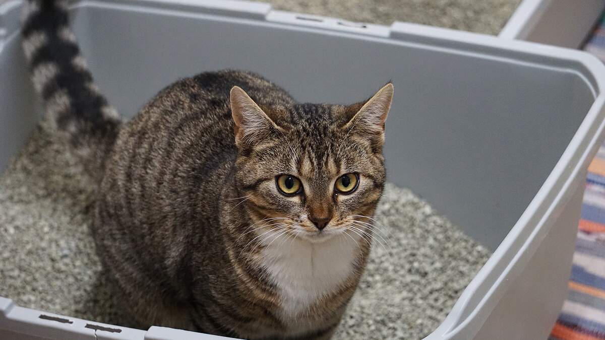  Ohio Animal Shelter Lets You Put Your Ex’s Name On A Litter Box 