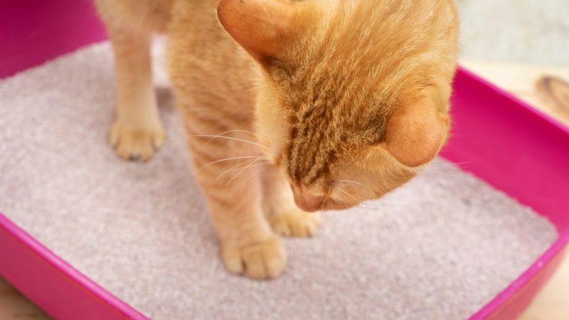  This Ohio animal shelter will write your ex’s name in a litterbox for Valentine’s Day 