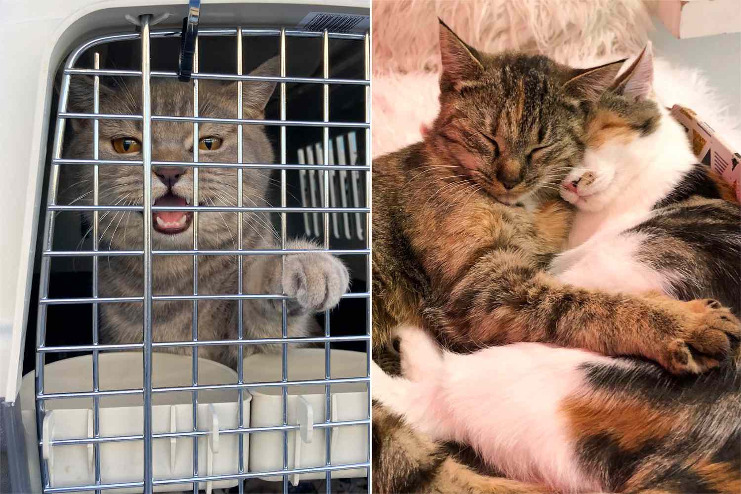   
																Virginia Rescue Searching for U.S. Homes for 32 Rescue Cats Left Homeless by the War in Ukraine 
															 