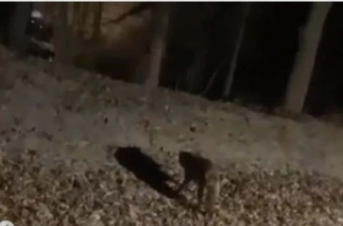  Potentially Rabid Predator Seen Near Hudson Valley Homes, School 