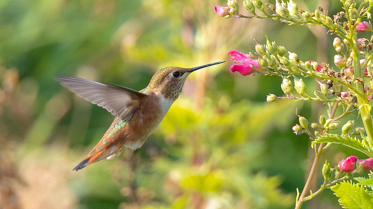   
																Thousands of Hummingbirds are Headed to Iowa 
															 
