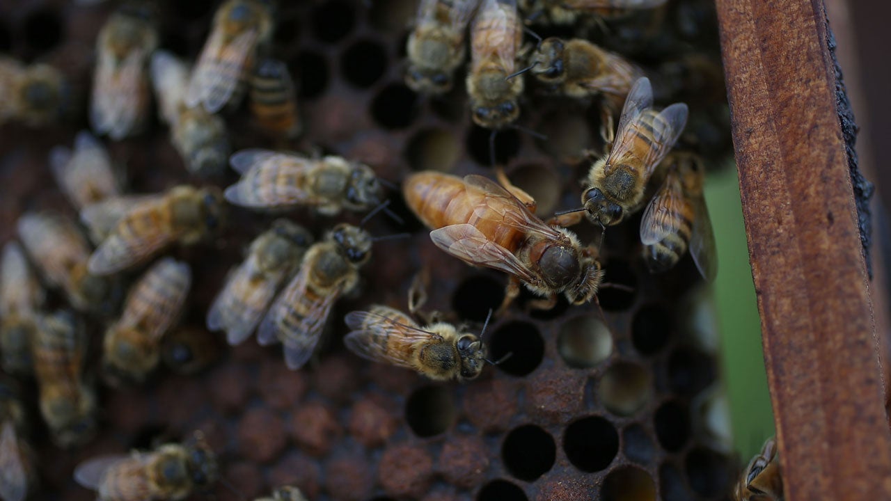  Mysterious 'Zombie Bee' Plague Spreads to Virginia 