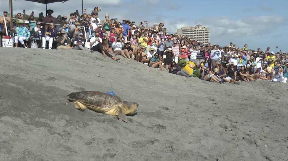  Loggerhead sea turtle released after rehabbing in Florida 
