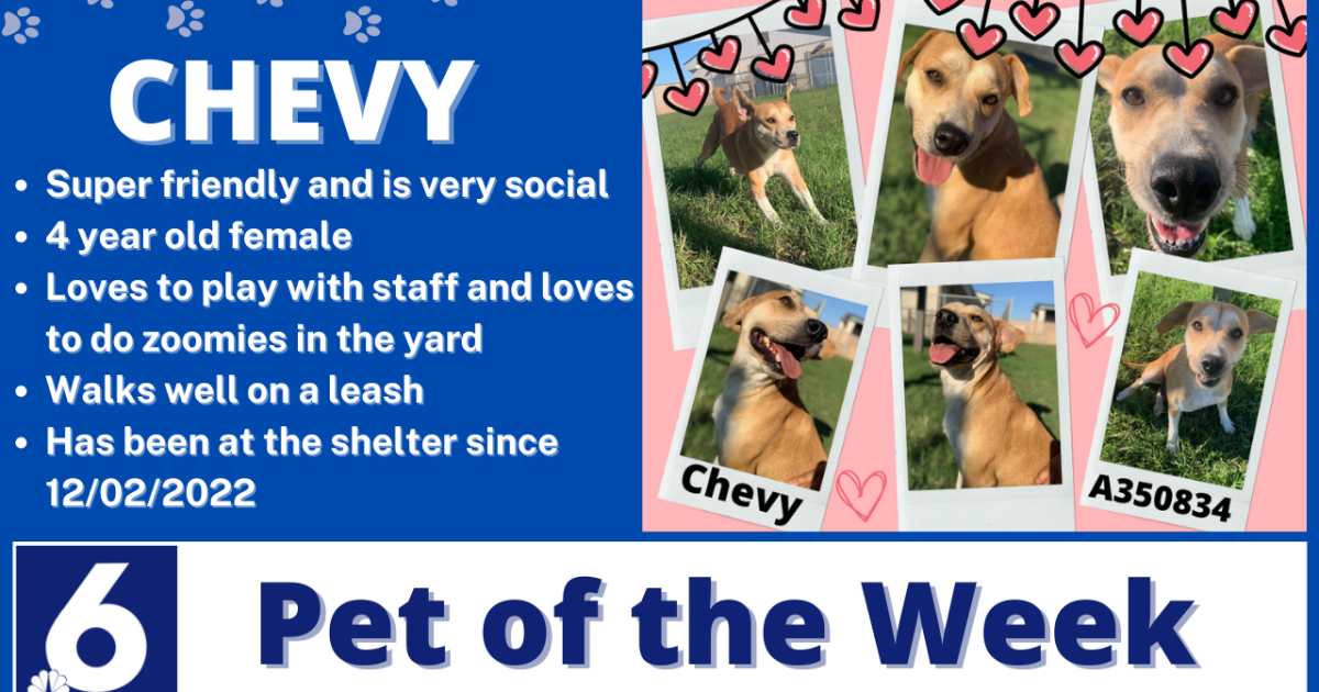  Pet Of The Week: Chevy 