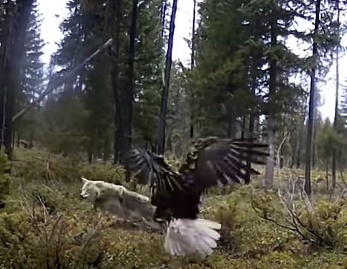  Trail Cam Catches Eagle Vs Wolf in the Adirondacks 