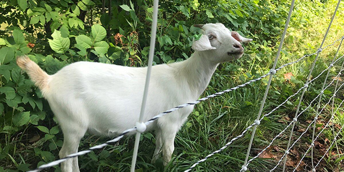  Goats hired to clean up Virginia Governor’s Mansion grounds 