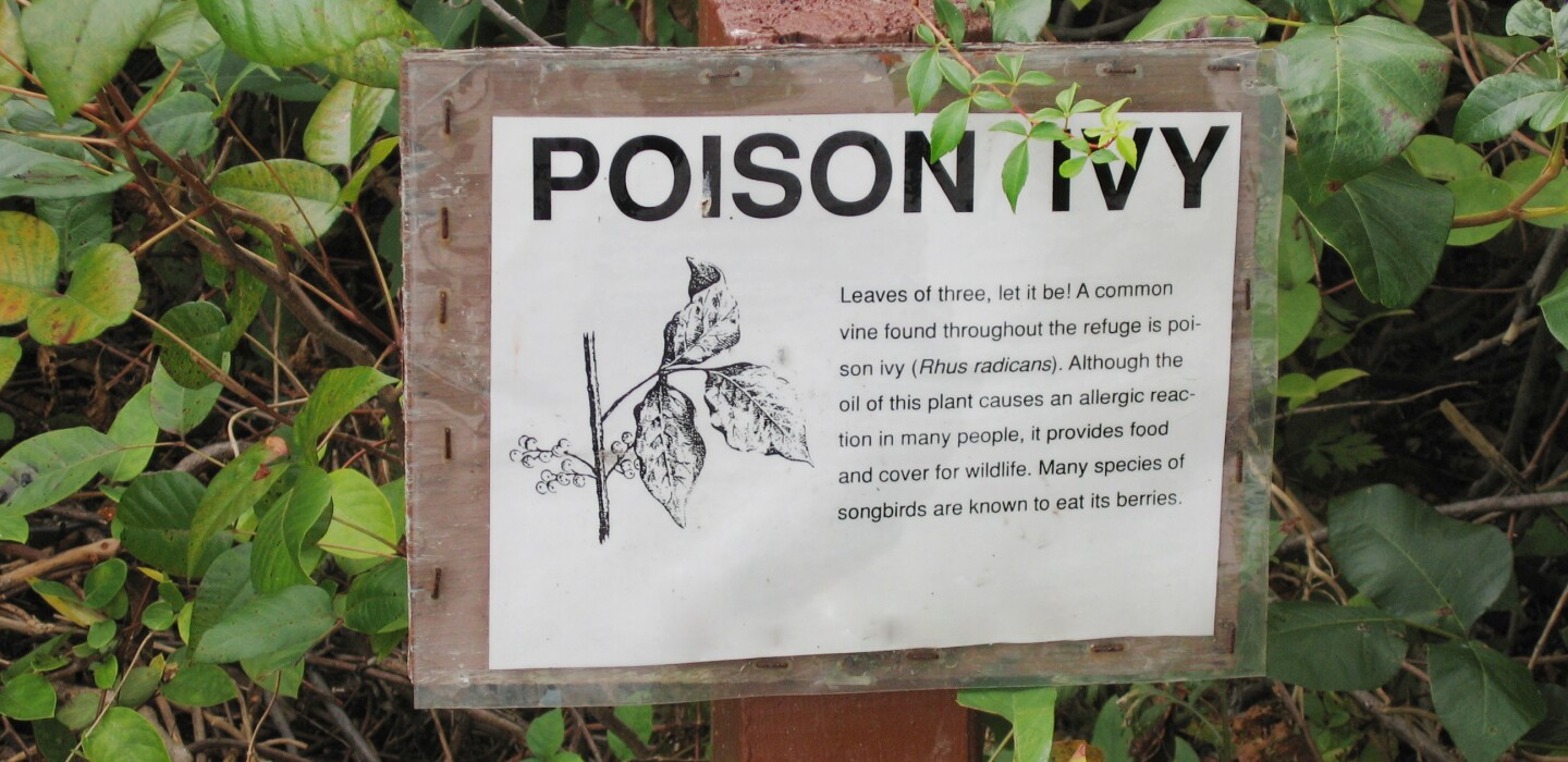  Ask the Master Gardener: To identify poison ivy, follow the old adage: Leaves of 3, let it be 