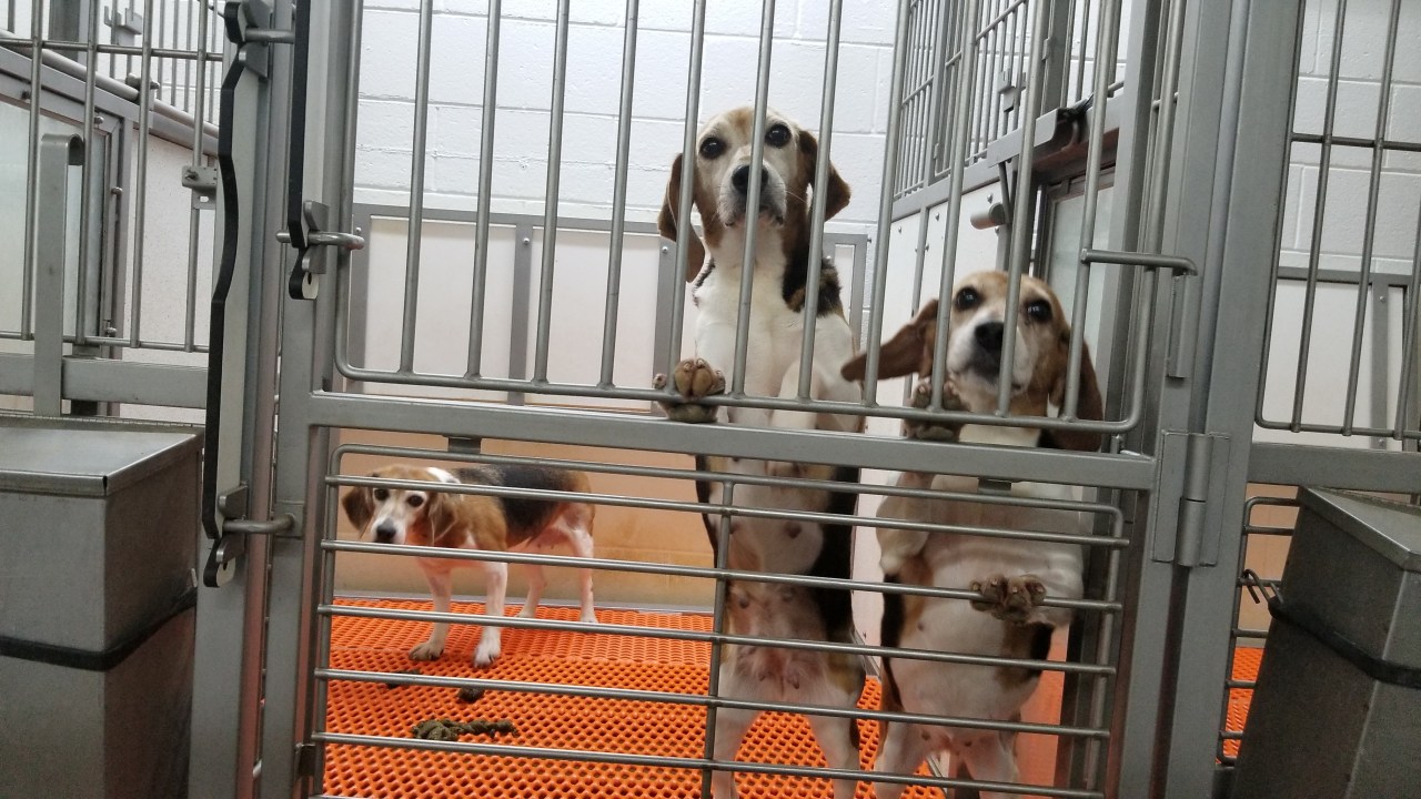  Around 4,000 beagles from controversial Cumberland breeding facility to be released for adoption in coming months 