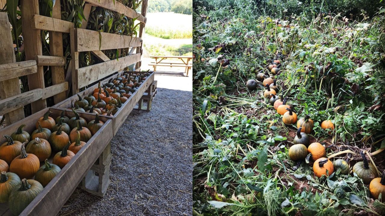  Pungo Farm pumpkin patch opening in Scott County 