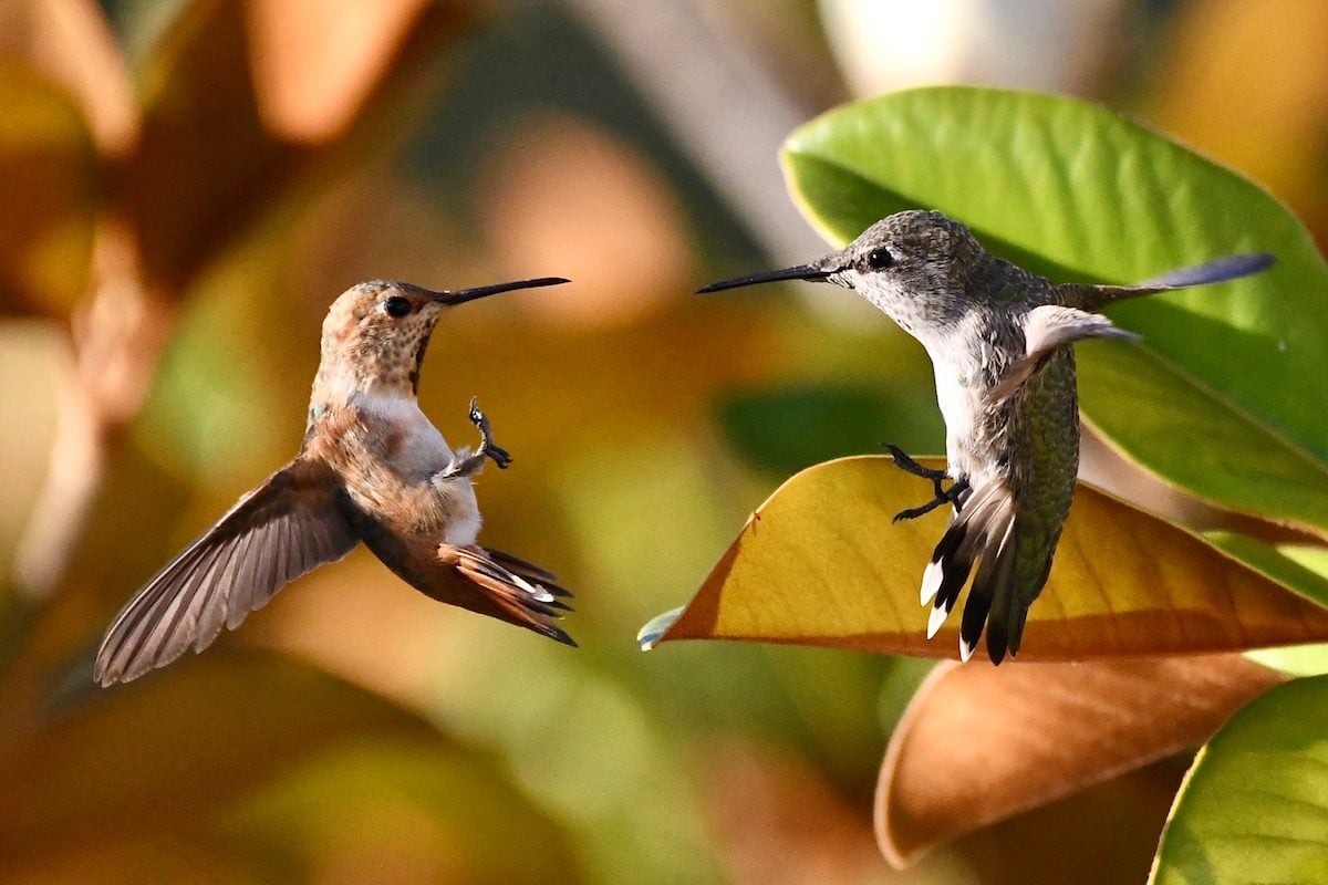  Do Fighting Hummingbirds Ever Hurt Each Other? 