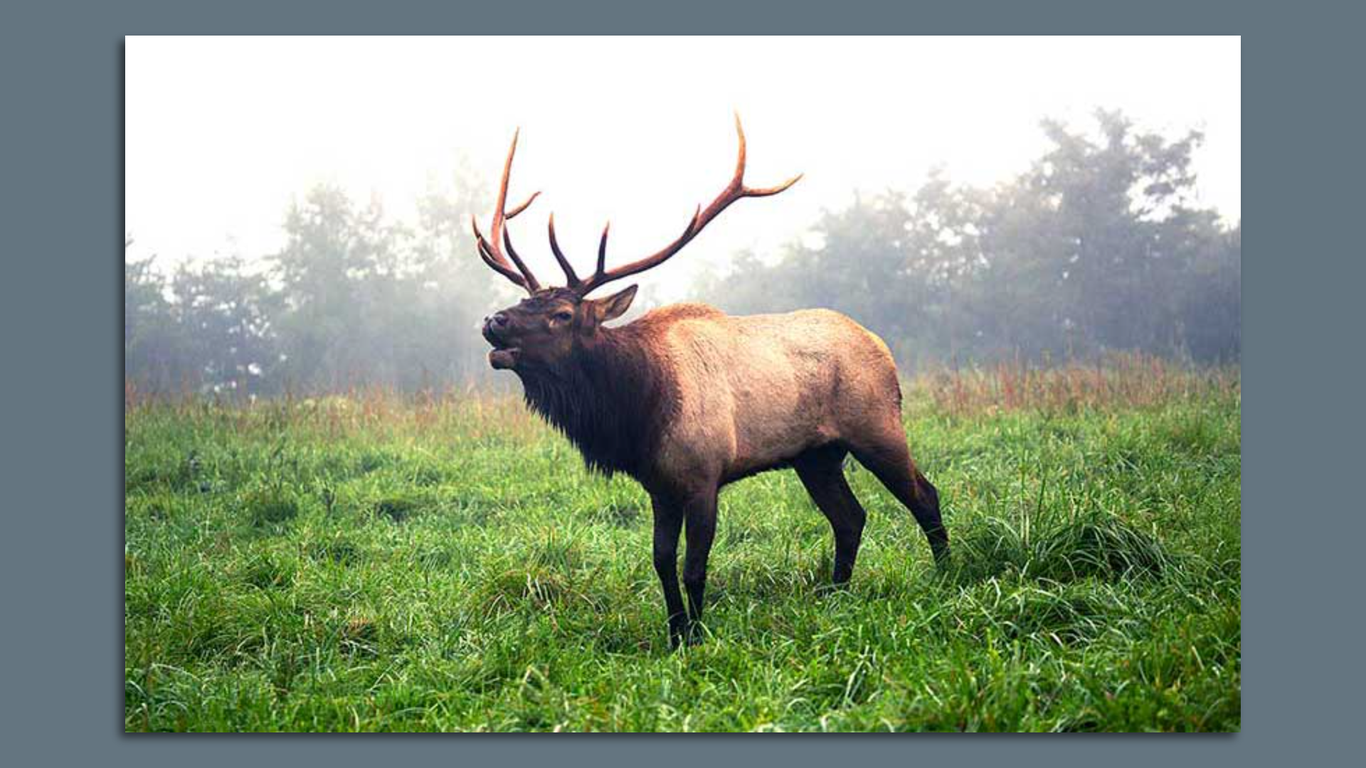  Virginia elk are back, and so is the 