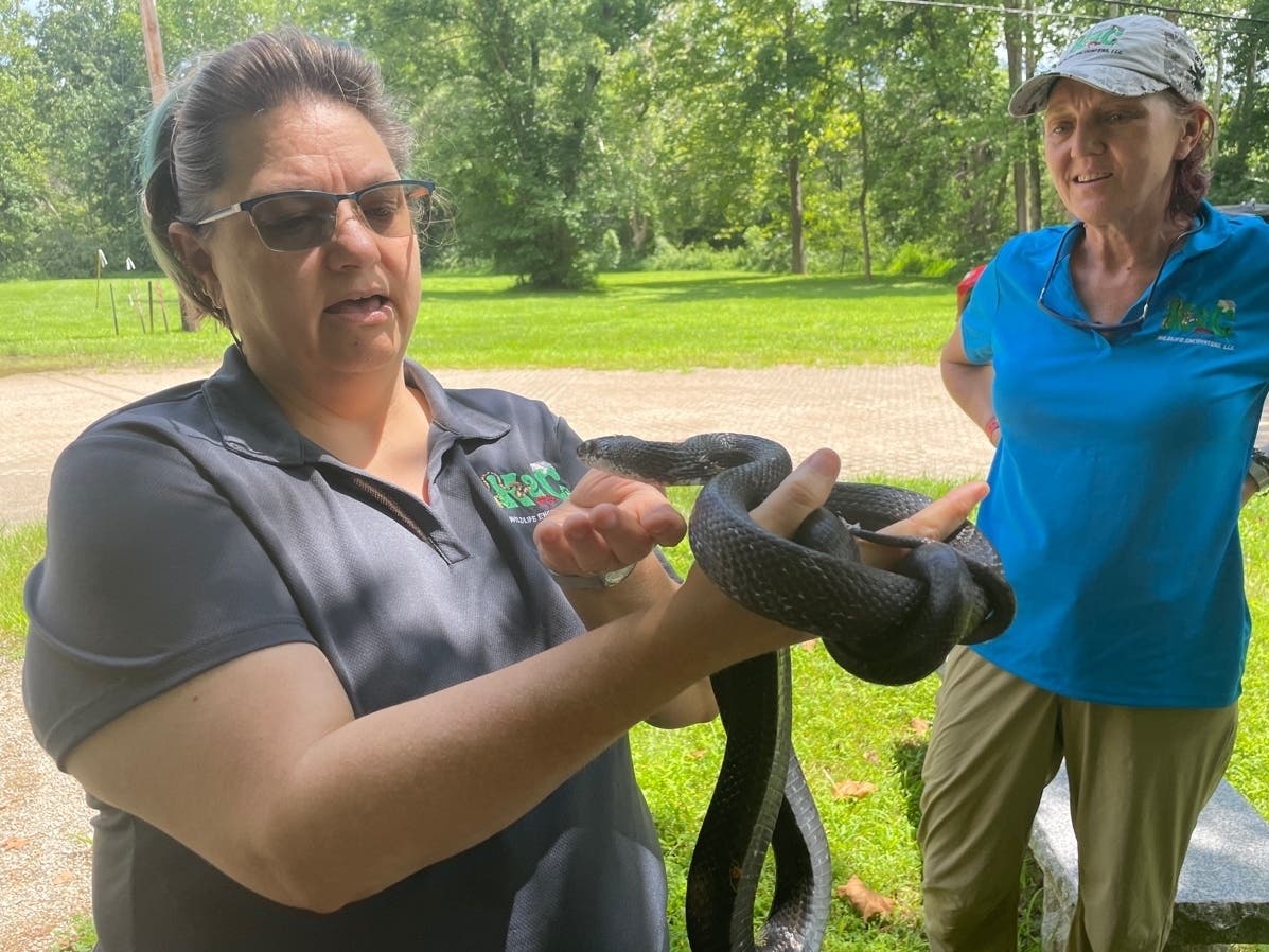  Ratsnake Returned To The Wild After Recovering From Severe Injuries 