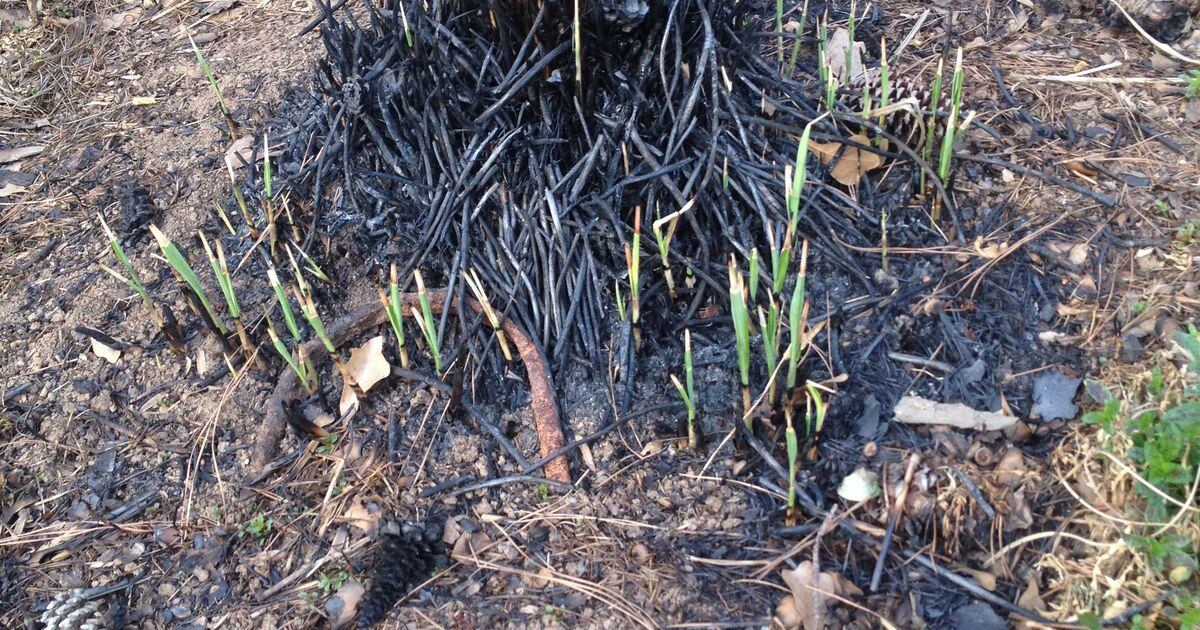  Why you shouldn’t burn pampas grass 