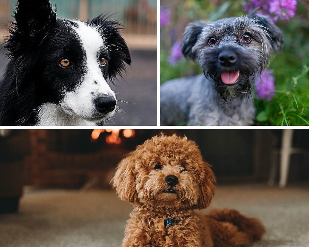  Do You Own One of the Five Most Popular Dogs in South Dakota? 