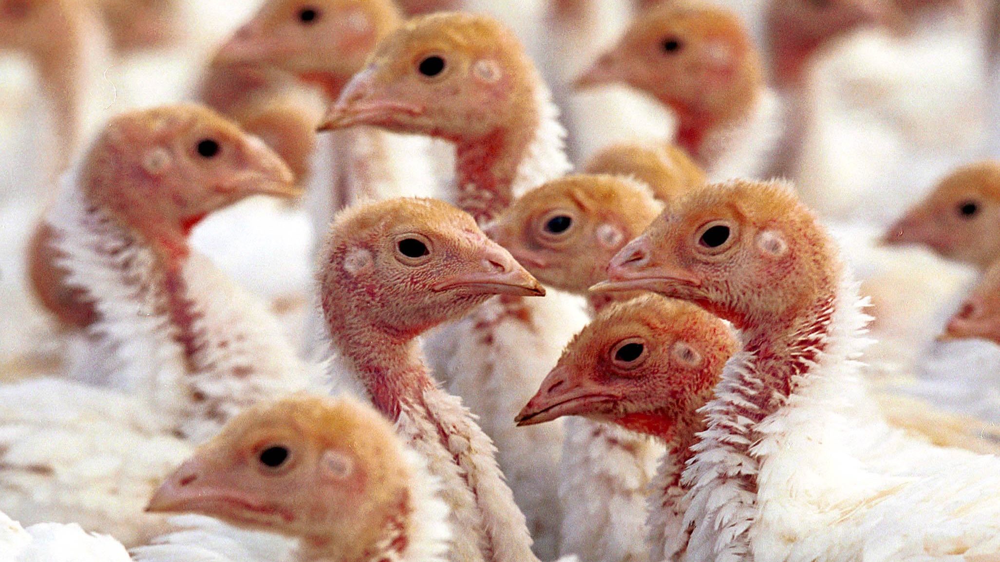  Bird flu responsible for death of 700,000 turkeys ahead of Thanksgiving, price hikes expected 