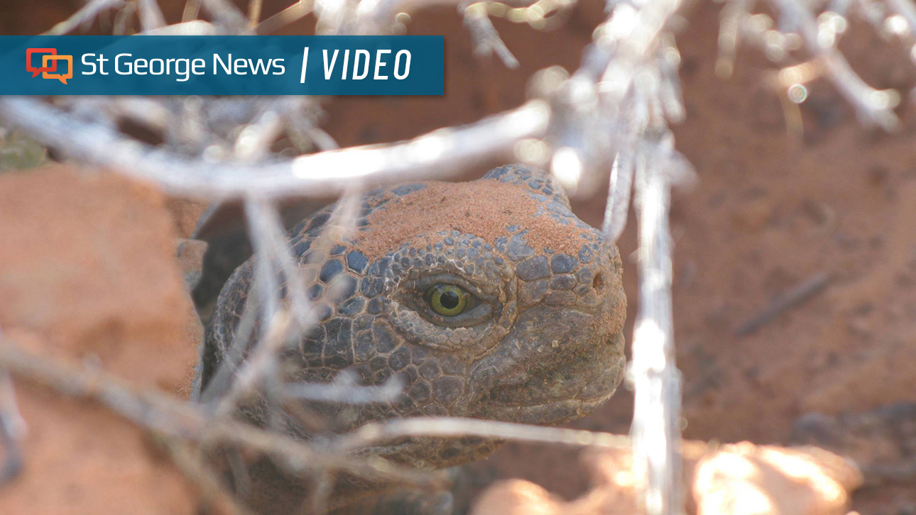 Are Mojave desert tortoises actually native to Southern Utah? 