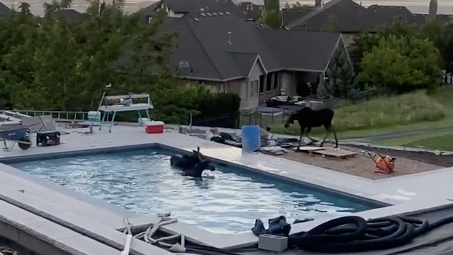  Three moose take a dip in a North Salt Lake pool 