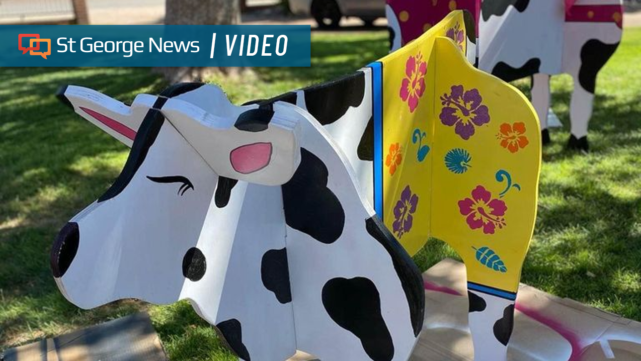  UPDATED: Stolen Swiss Days cow ‘Junior’ finds his way home in Santa Clara 