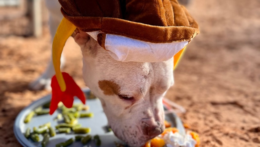   Thanksgiving Dinner at Best Friends Animal Sanctuary in Kanab  