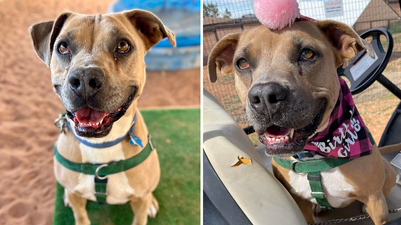  Adoptable pet in Utah named ‘Broccoli’ needs a forever home — and fees will be waived 