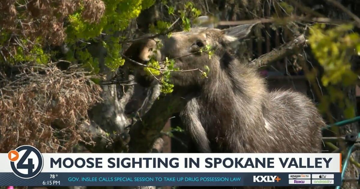  Springtime moose sighting in Spokane Valley 