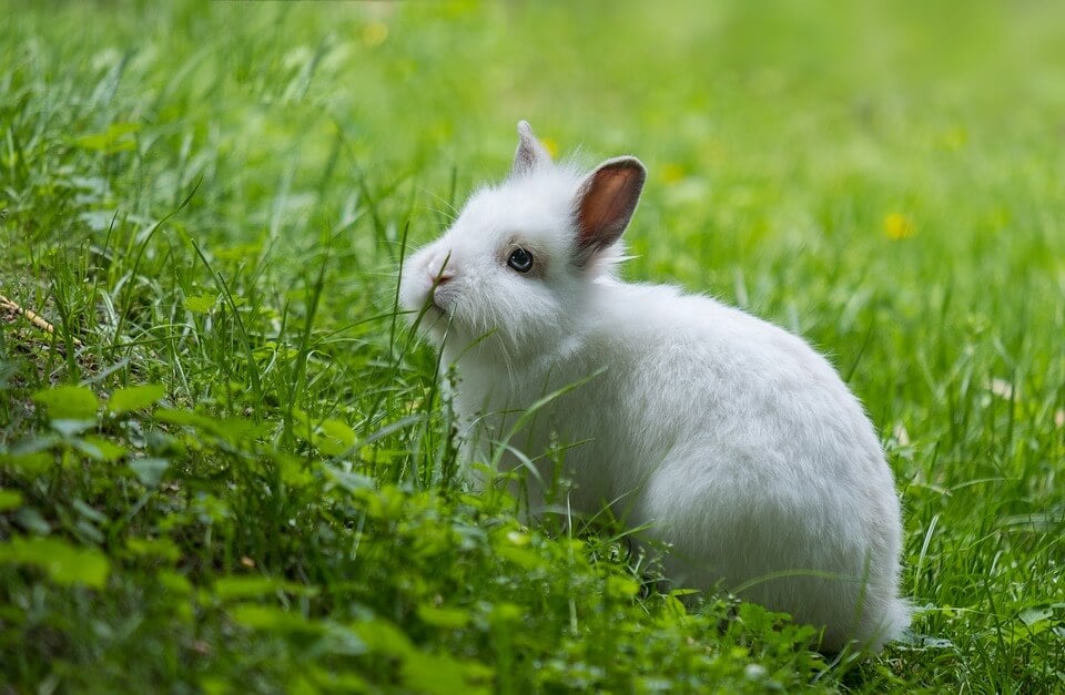  URGENT: Speak Out Against Psychotic ‘Bunny Chase’ in Paradise, Utah! 